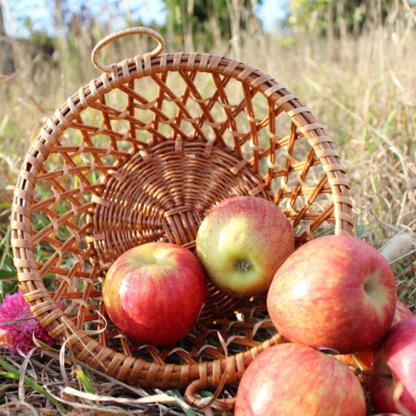 il_fullxfull.4147001124_es42-scaled