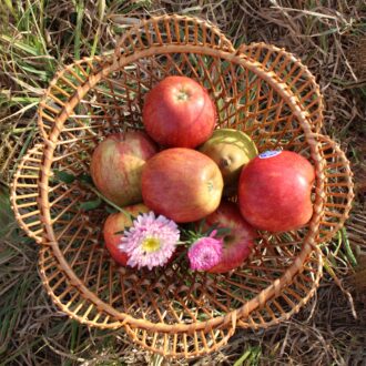 il_fullxfull.4194435585_dg83-scaled